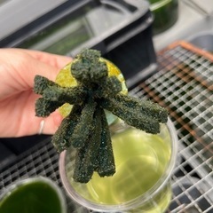 燐光めだかの卵　5/27までの画像