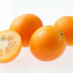 【3日間限定】農薬不使用きんかん  500g〜の画像