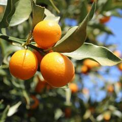 【3日間限定】農薬不使用きんかん  500g〜