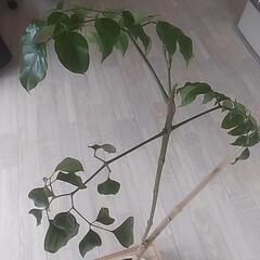 観葉植物？