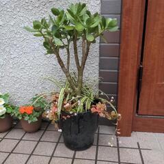 観葉植物 金の成る木 オリヅルランセダムつき
