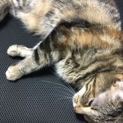 推定年齢８歳　アメリカンカール　メス猫　期間がない為、是非お願い...
