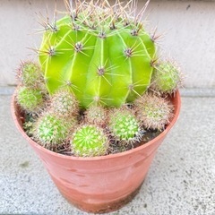 サボテンの子供を貰ってください‼️の画像