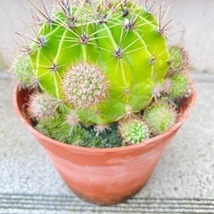 サボテンの子供を貰ってください‼️の画像
