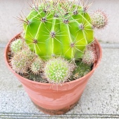 サボテンの子供を貰ってください‼️の画像