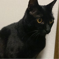 決まりました！！ - 猫