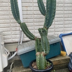 柱サボテンブランチ