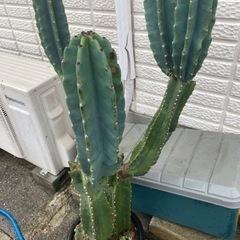 柱サボテンブランチの画像