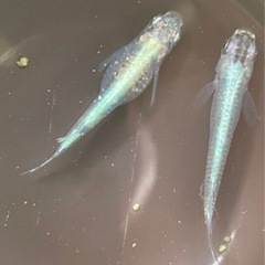 緑光系ハガネ(サバタイプ)の卵15粒＋α