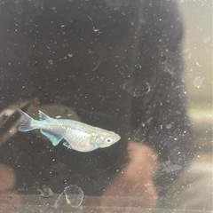 緑光系ハガネ(サバタイプ)の卵15粒＋αの画像