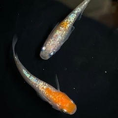 めだか（王華）3ペア…メダカ