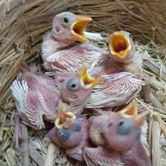 文鳥ヒナです。（白）