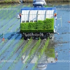 田植え作業