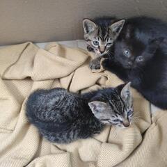 野良猫さんが、子猫3匹引き連れて助けを求めるように庭で泣いていたので、保護しました。。 - 里親募集