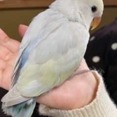 【無事に見つかりました】コザクラインコが迷子になりました。