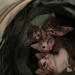 母猫から託されました。