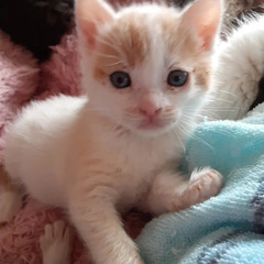 生後2か月子猫たち
