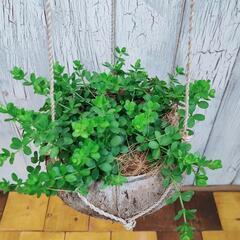 【観葉植物】ペペロミア　イザベラ