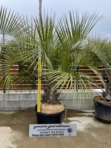 ココスヤシ、配送＋植え込み費コミコミ価格(関東圏)