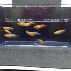 お取引決まりました/紅白ラメ メダカ10匹