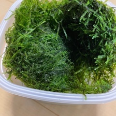 無農薬　ウィローモス　の画像