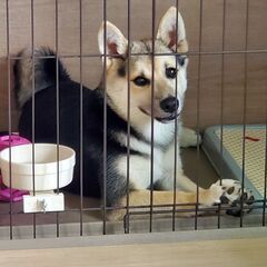柴犬(MIX)