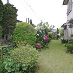 実家の植木、芝生、庭石、植木鉢、全部あげます！