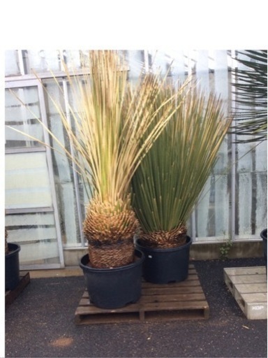 ダシリリオン２５万均一