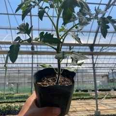 野菜苗(実生)