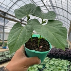 野菜苗(実生)の画像