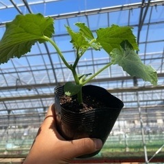 野菜苗(実生)の画像