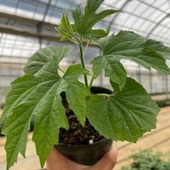 野菜苗(実生)の画像