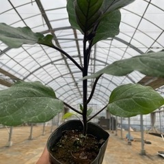 野菜苗(実生)の画像