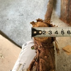 杉　木材　DIYの画像
