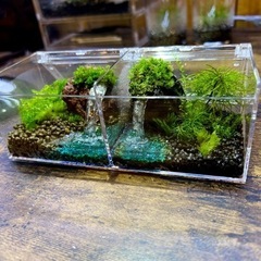 苔テラリウム 委託販売希望☆