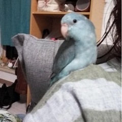 マメルリハ