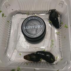 カワニナ3匹150円 メダカのおともに