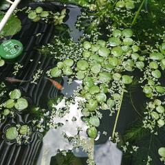 カワニナ3匹150円 メダカのおともにの画像