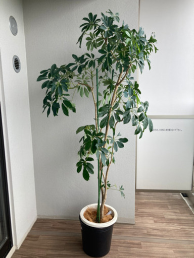 【引渡決定】観葉植物　取りに来てくれる方限定