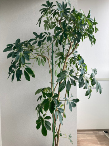 【引渡決定】観葉植物　取りに来てくれる方限定