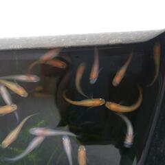 ミックスメダカ10匹　育ててみたい方の画像