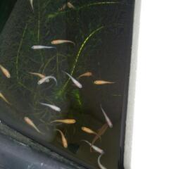 ミックスメダカ10匹　育ててみたい方の画像