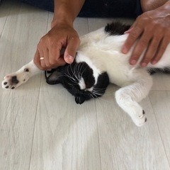 【譲渡決定】下半身付随のとっても甘えん坊でお利口さんな猫ちゃん