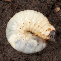 カブトムシ幼虫もらってください！
