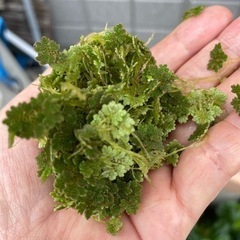 赤浮き草　メダカ飼育にの画像