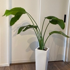 🌿決まりました🌿観葉植物