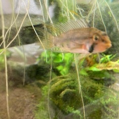 アピストグラマ　ペルソナータ　ミツ　Wild の♂の画像