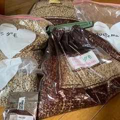 コーヒー　生豆　