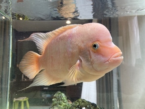パープルローズクィーンシクリッド【熱帯魚】