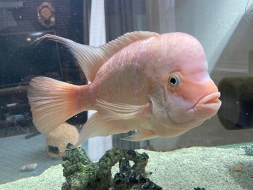 パープルローズクィーンシクリッド【熱帯魚】